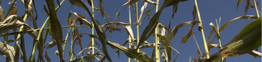  Maasdam's Famous Home Made Sorghum Syrup